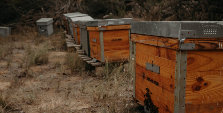La importancia de las abejas en el equilibrio del ecosistema