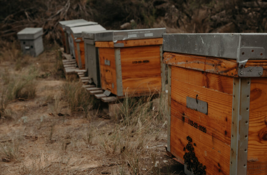 La importancia de las abejas en el equilibrio del ecosistema